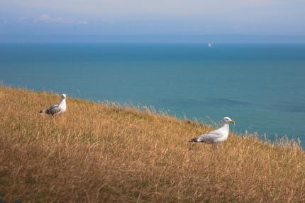 Seagulls - White Cliffs of Dover