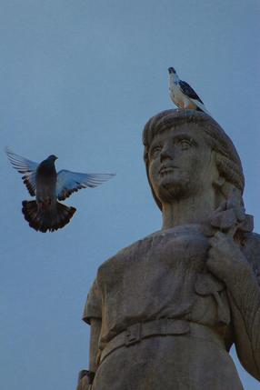 Pigeon on Statue